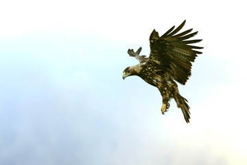 Five Years old female of Spanish Imperial Eagle flying, birds, eagles, raptors, aquila adalberti