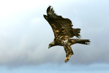 Five Years old female of Spanish Imperial Eagle flying, birds, eagles, raptors, aquila adalberti