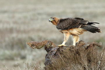 One year old female of Bonelli´s Eagle with the first lights of dawn, Aquila fasciata