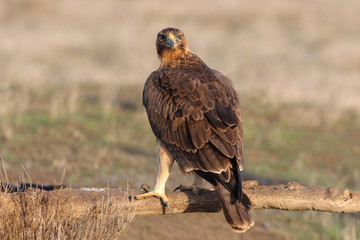 Young female of Bonelli´s Eagle, raptor, eagles, birds,  Aquila fasciata