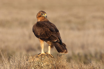 Young female of Bonelli´s Eagle early morning, eagles, birds, raptors, falcons, hawk, Aquila fasciata