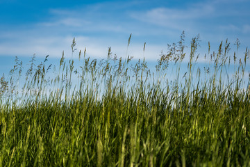 Green grass and blue sky