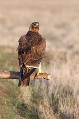 Young female of Bonelli´s Eagle early morning, eagles, birds, raptors, falcons, hawk, Aquila fasciata
