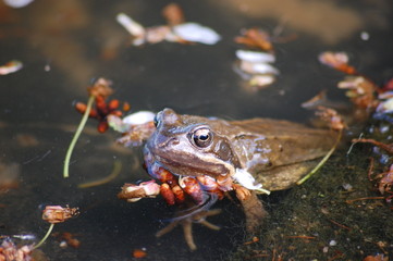 Frosch