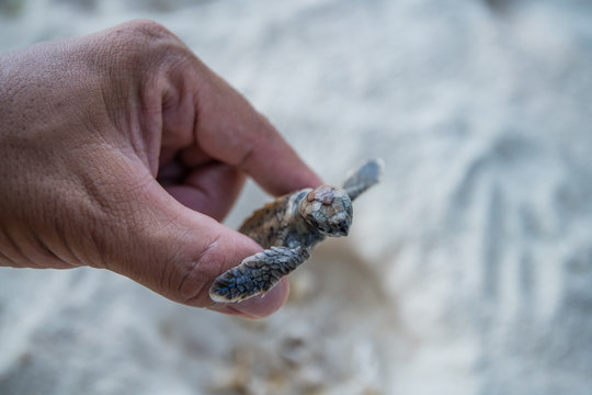Sea Turtle in hand - Powered by Adobe