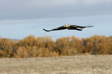 Five years old female of Spanish Imperial Eagle flying With the first morning lights