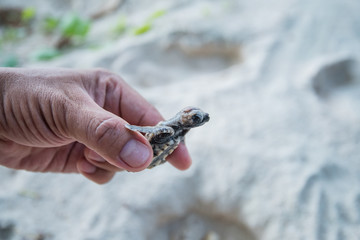 Sea Turtle in hand