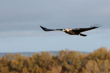 Five Years old female of Spanish Imperial Eagle flying, birds, eagles, raptors, aquila adalberti