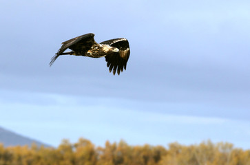 Fototapeta na wymiar Five years old female of Spanish Imperial Eagle flying With the first morning lights