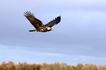 Five years old female of Spanish imperial eagle with the first lights of the morning