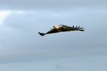Five years old female of Spanish Imperial Eagle flying With the first morning lights