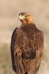 One year old female of Bonelli´s Eagle with the first lights of dawn, Aquila fasciata