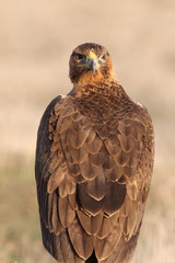 One year old female of Bonelli´s Eagle photographed with the first lights of the morning, eagles, birds, Aquila fasciata