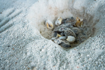 Sea turtle eggs with newborn animal in hatchery site