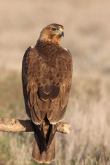 Young female of Bonelli´s Eagle early morning, eagles, birds, raptors, falcons, hawk, Aquila fasciata