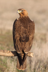 Young female of Bonelli´s Eagle, raptor, eagles, birds,  Aquila fasciata