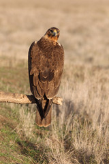 Young female of Bonelli´s Eagle, raptor, eagles, birds,  Aquila fasciata