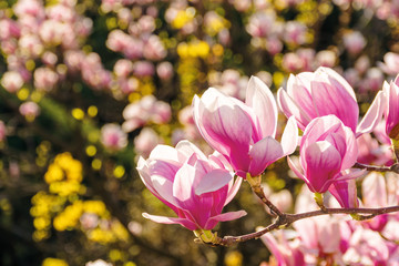 Obraz na płótnie Canvas pink blossom of magnolia tree. big flowers on the twig on a sunny day. garden nature background. happy springtime mood. spring has sprung