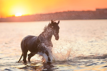 Black horse run in sunset light in river