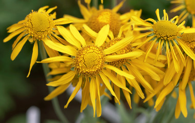 Perennial ornamental plant Echinacea purpurea Dixie San with shiny yellow petals