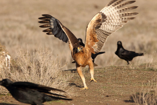 One year old female of Bonelli&acute;s Eagle with the first lights of dawn, Aquila fasciata