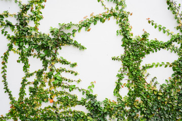 Ficus Pumila tropical​ beautiful​ ivy plant​ on​ white​ wall