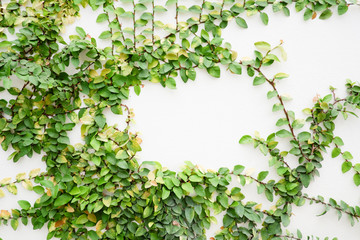 Ficus Pumila tropical​ beautiful​ ivy plant​ on​ white​ wall
