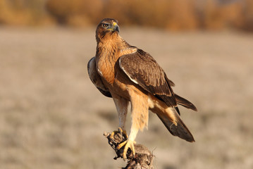 One year old female of Bonelli´s Eagle with the first lights of dawn, Aquila fasciata