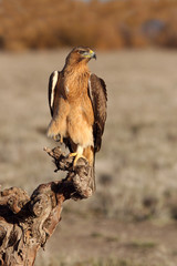 One year old female of Bonelli´s Eagle with the first lights of the morning, Aquila fasciata