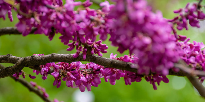 judas tree in blossom. purple flowers on the twigs. beautiful redbud background.
