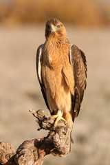 One year old female of Bonelli´s Eagle photographed with the first lights of the morning, eagles, birds, Aquila fasciata