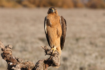 One year old female of Bonelli´s Eagle with the first lights of the morning, Aquila fasciata