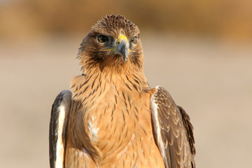 Bonelli´s Eagle photographed with the first lights of the morning, eagles, birds, falcons, Aquila fasciata