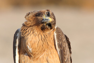 Bonelli´s Eagle photographed with the first lights of the morning, eagles, birds, falcons, Aquila fasciata