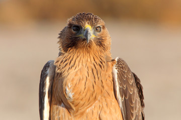 One year old female of Bonelli´s Eagle with the first lights of morning, eagles, raptors, birds, Aquila fasciata