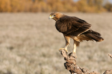 Bonelli´s Eagle photographed with the first lights of the morning, eagles, birds, falcons, Aquila fasciata