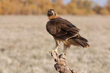 Young female of Bonelli´s Eagle early morning, eagles, birds, raptors, falcons, hawk, Aquila fasciata