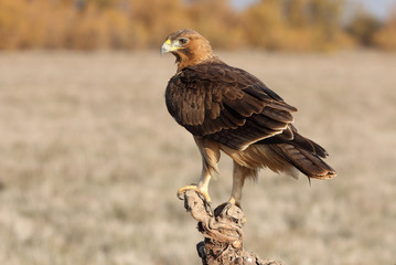 One year old female of Bonelli´s Eagle photographed with the first lights of the morning, eagles, birds, Aquila fasciata