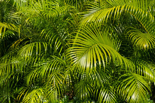 palm tree leaf background -palm leaves bush