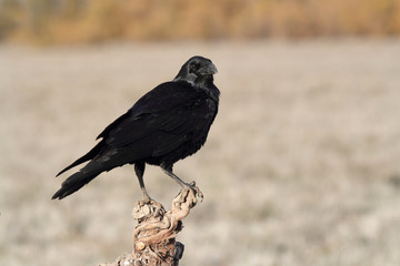  Common raven in mating season with the first lights of the morning, Corvus corax
