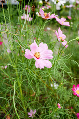 Beautiful pink cosmos flower in the garden