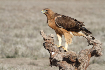 One year old female of Bonelli´s Eagle with the first lights of morning, eagles, raptors, birds, Aquila fasciata