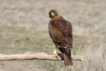 Bonelli´s Eagle photographed with the first lights of the morning, eagles, birds, falcons, Aquila fasciata
