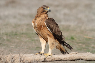 Bonelli´s Eagle photographed with the first lights of the morning, eagles, birds, falcons, Aquila fasciata