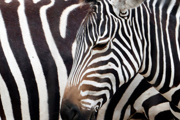 Fototapeta na wymiar Zebra texture with 2 real zebras