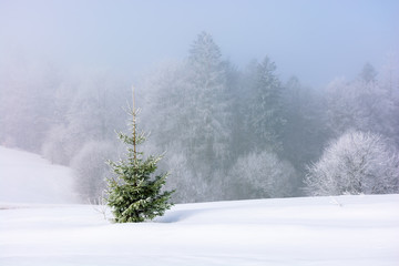 Fototapeta na wymiar small spruce tree on the snow covered meadow. distant forest in hoarfrost. foggy and frosty weather. great Christmastime mood. wonderful background for postcard