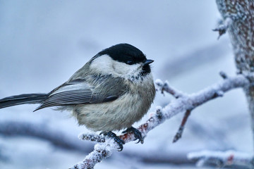 Bird - Willow Tit ( Poecile montanus ) sitting on a branch of a tree. Close-up..