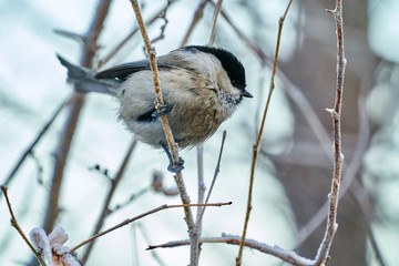 Bird - Willow Tit ( Poecile montanus ) sitting on a branch of a tree. Close-up..