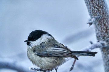 Bird - Willow Tit ( Poecile montanus ) sitting on a branch of a tree. Close-up..