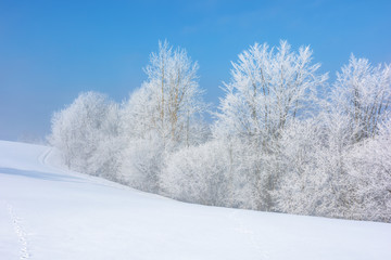 forest in hoarfrost on snow covered hill. sunny morning landscape. misty weather with blue sky. winter fairy tale. beautiful nature scenery of white season in carpathian mountains